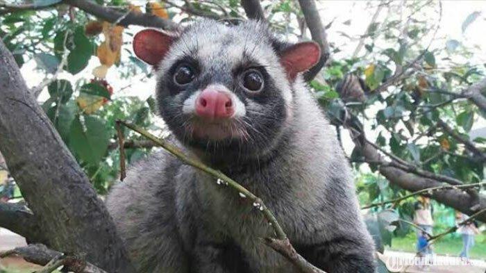 komo-musang-pandan-saat-bermain-di-pohon-taman-monumen-arek-lancor-pamekasan.jpg