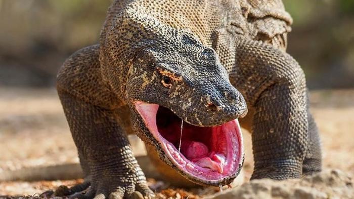 komodo-labuan-bajo-2.jpg