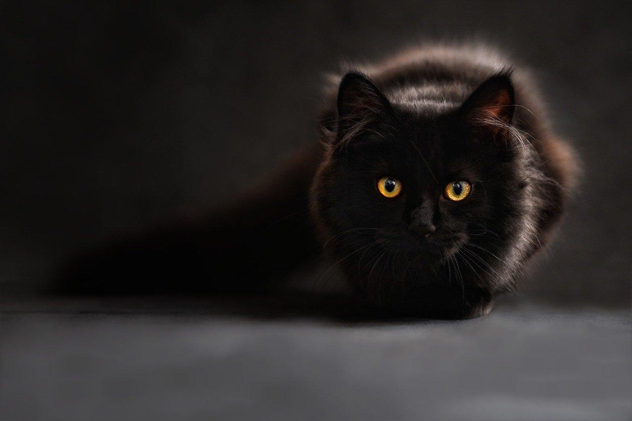 Mengapa Kucing Hitam Sering Dikaitkan dengan Penyihir dan Nasib Buruk? Ini Alasannya