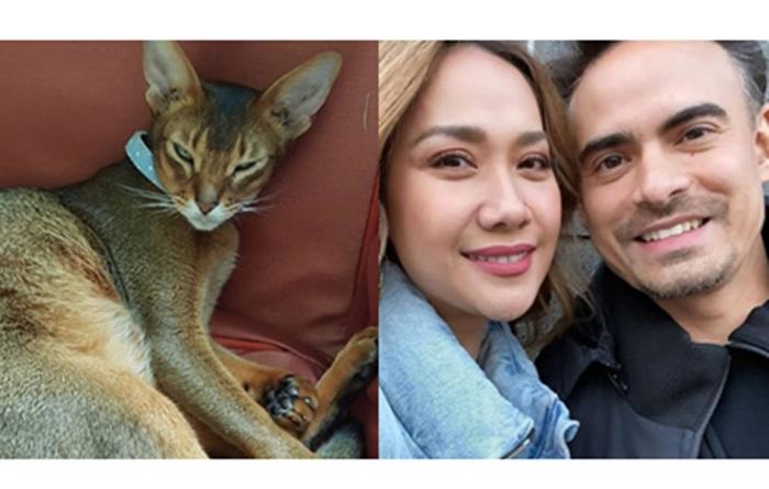 kucing-kesayangan-ashraf-sinclair.jpg