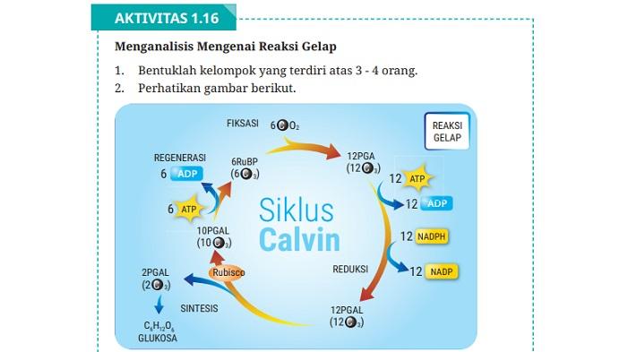 kunci-jawaban-biologi-kelas-12-halaman-38-kurikulum-merdeka-reaksi-gelap.jpg