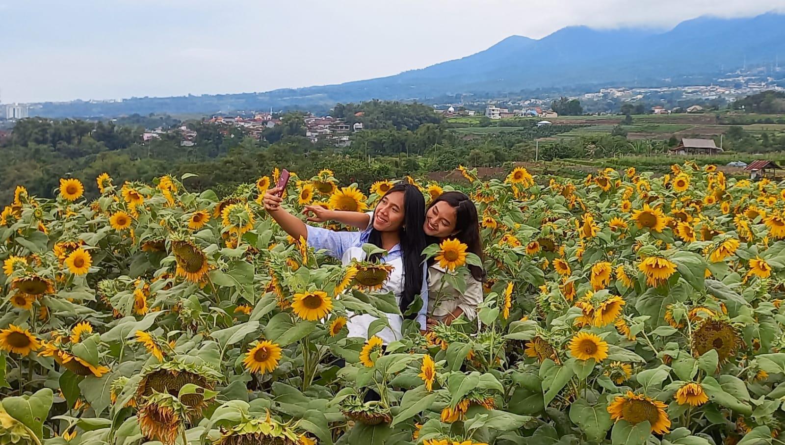 ladang-bunga-matahari-di-kota-batu.jpg
