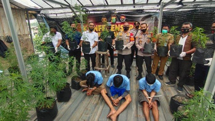 ladang-ganja-bukan-di-aceh.jpg