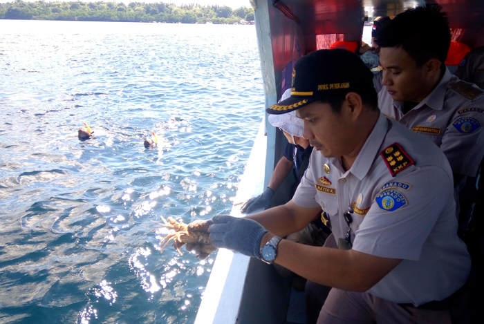 lobster-dilepaskan-di-taman-nasional-bunaken_20170705_090156.jpg