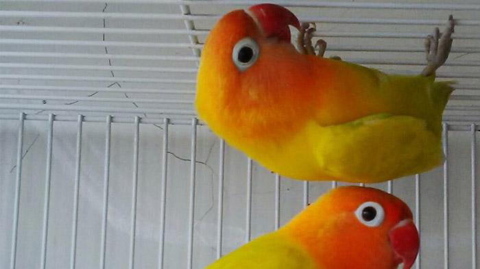 love-bird_20150325_003351.jpg