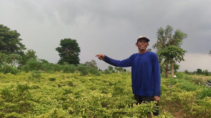 Pengejar Layangan Putus Pergoki 2 Pencuri Cabai Beraksi di Probolinggo, Satu Orang Ditangkap