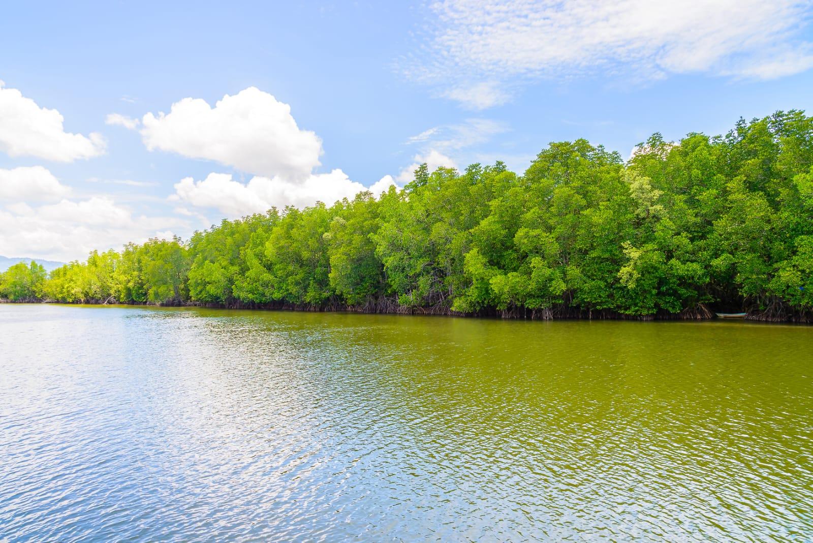 30.000 Bibit Mangrove Ditanam di Cuku Nyinyi Lampung, Tekan Emisi dan Perkuat Ekonomi Masyarakat
