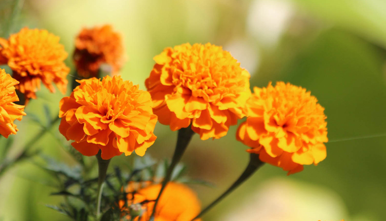 marigold-flower-bunga-nyamuk_20141119_163125.jpg
