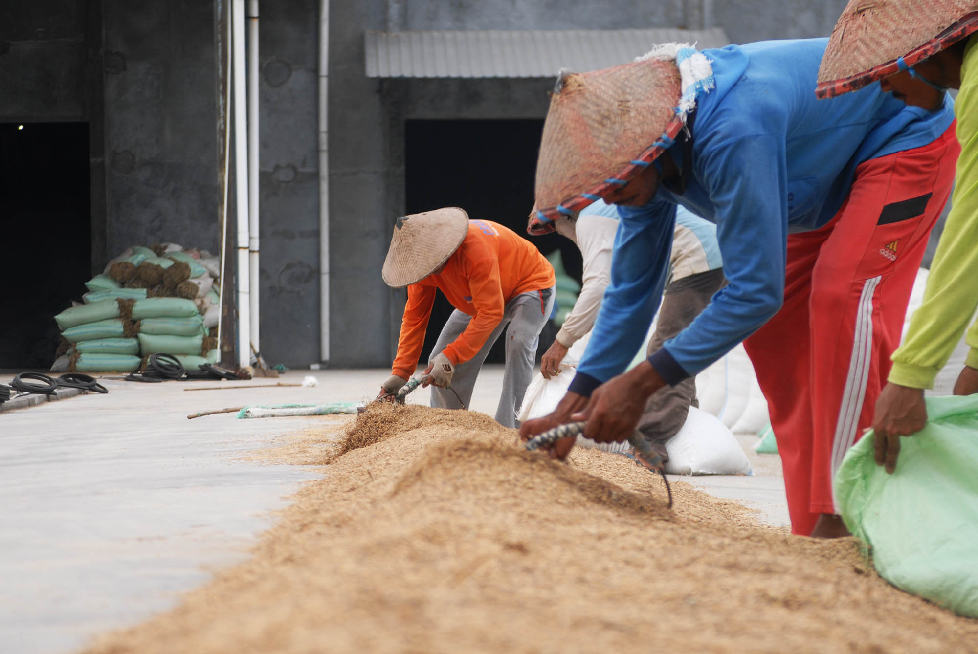 masa-panen-di-demak_20150107_182339.jpg