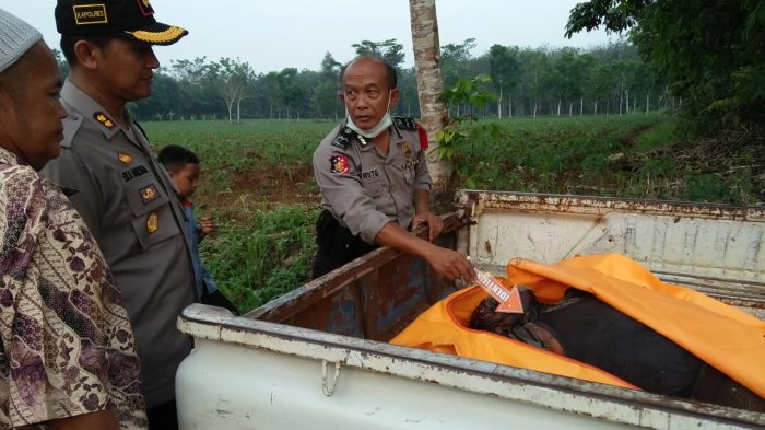 mayat-ditemukan-di-kebun_20180630_204325.jpg