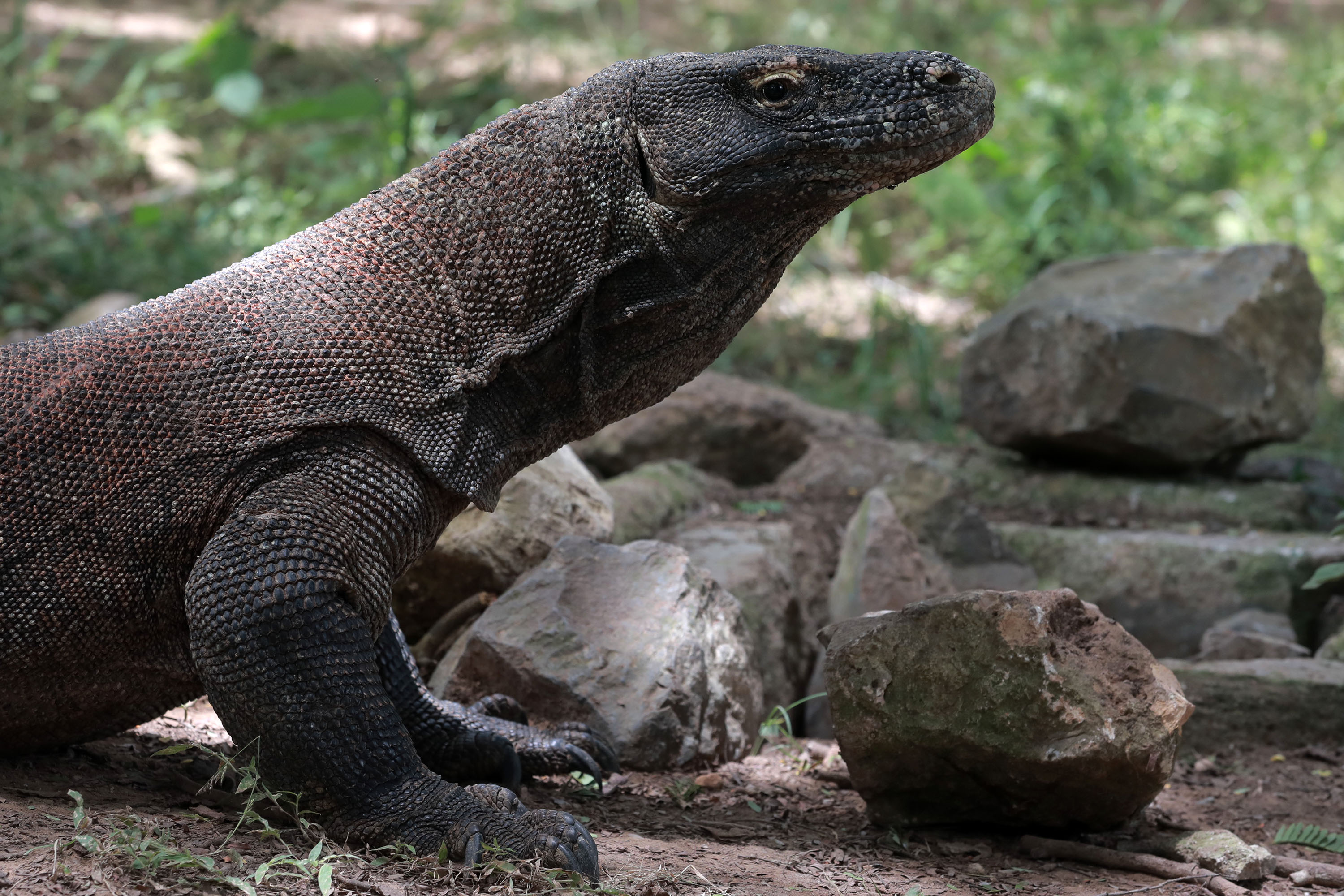 melihat-hewan-komodo-di-pulau-komodo_20210329_233608.jpg
