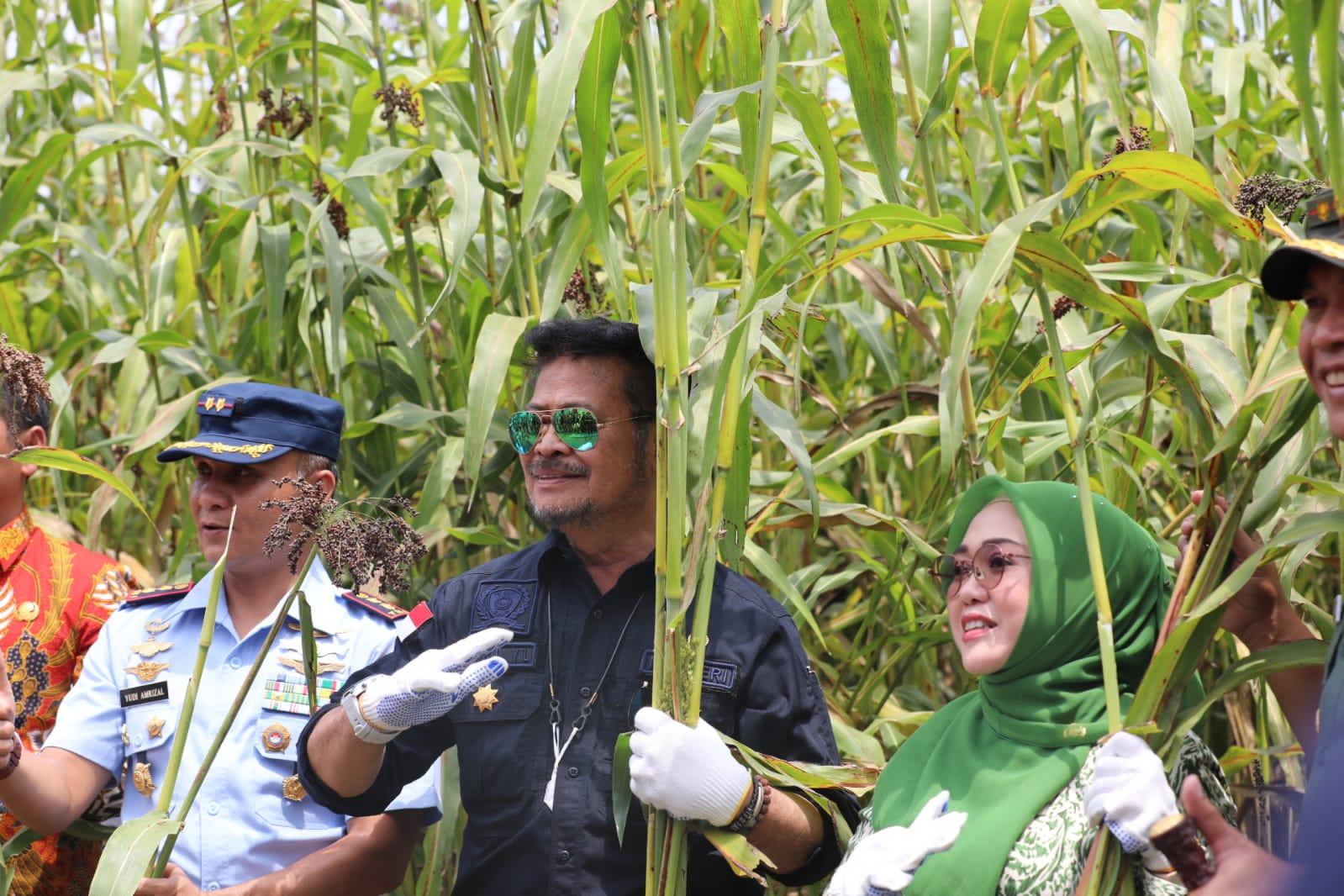 menteri-pertanian-syahrul-yasin-limpo-melakukan-panen-sorgum.jpg