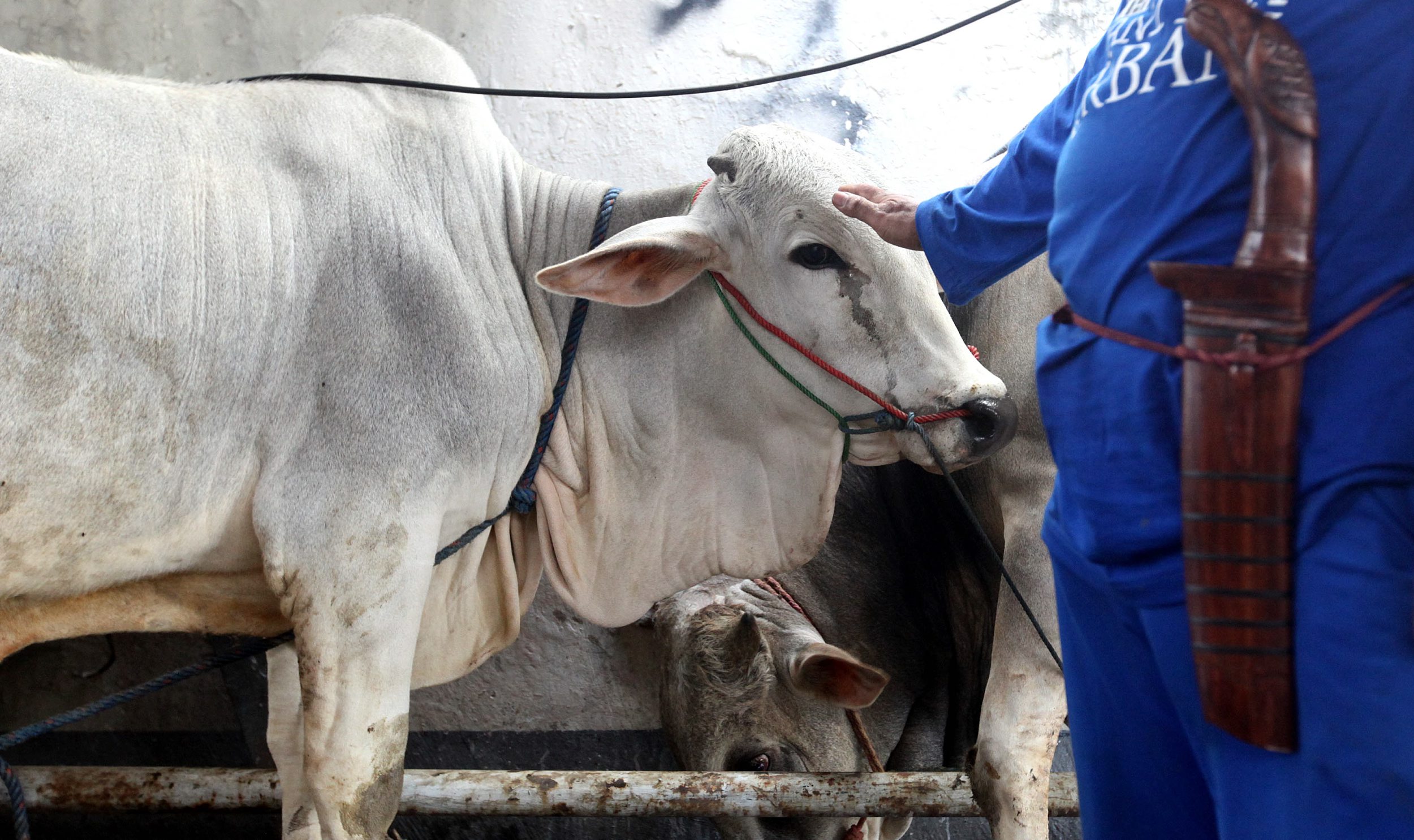 menyembelih-hewan-qurban-peringati-idul-adha-1438-h_20170902_180314.jpg