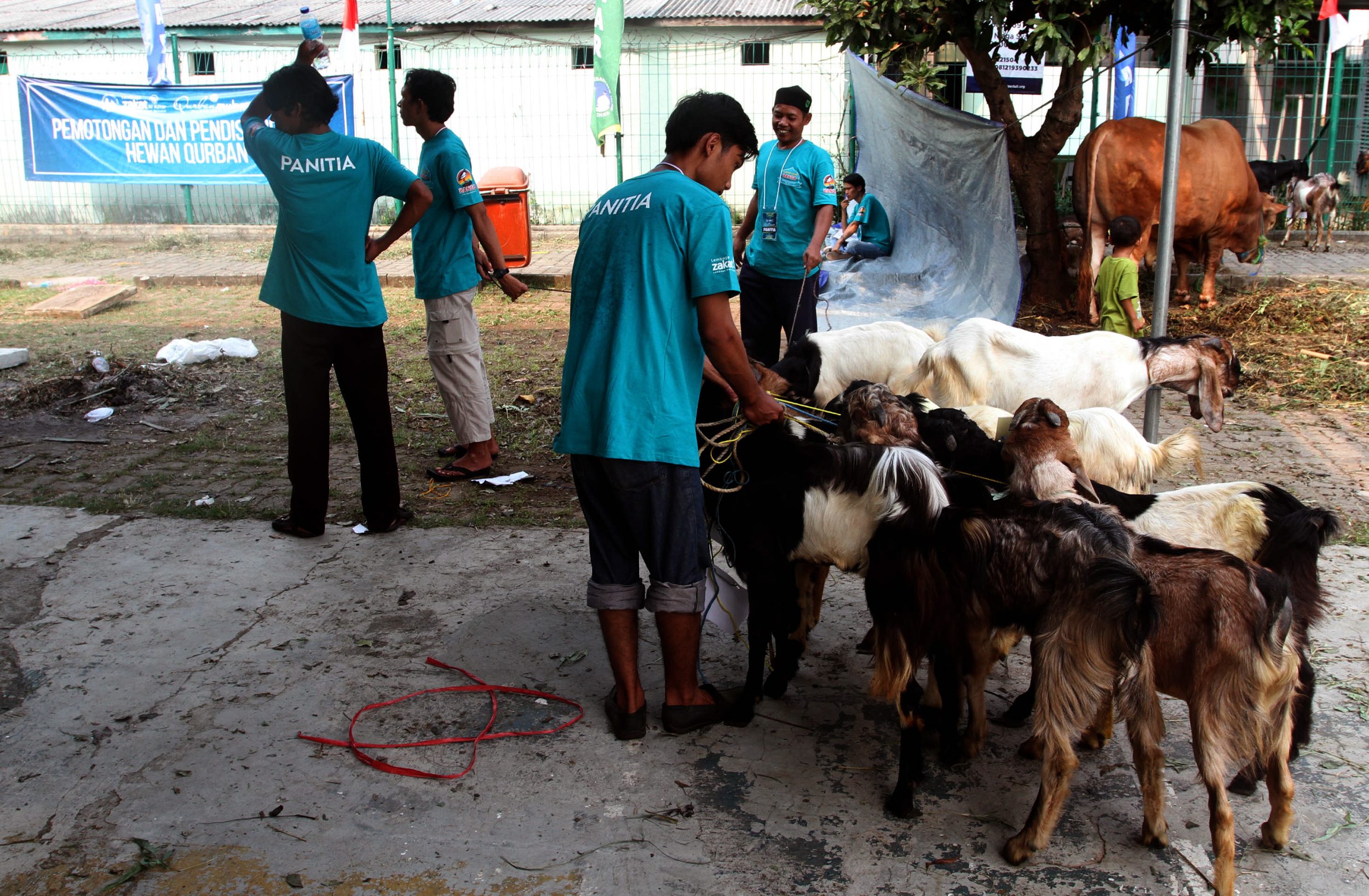 menyembelih-hewan-qurban-peringati-idul-adha-1438-h_20170902_182838.jpg