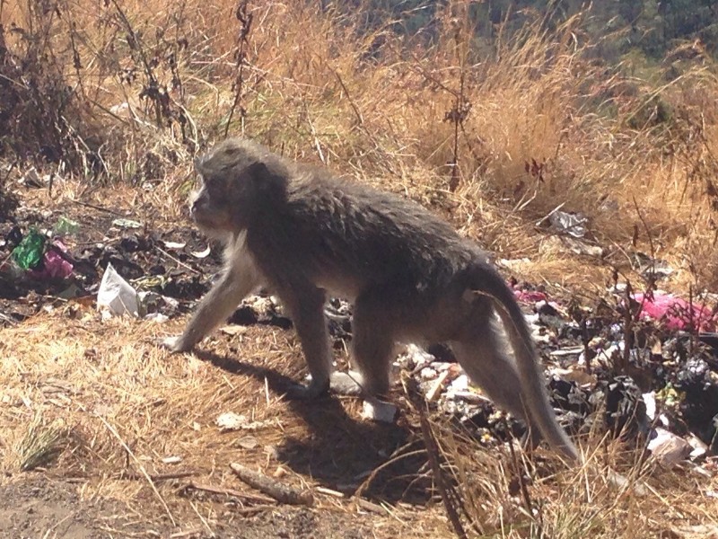 monyet-rinjani-nih2_20150815_150649.jpg