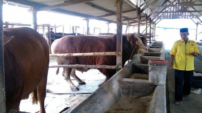 muhammad-sholeh-peternak-sapi-0330.jpg