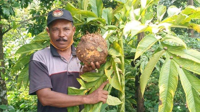 mujiono-56-petani-porang-dari-desa-durenan.jpg
