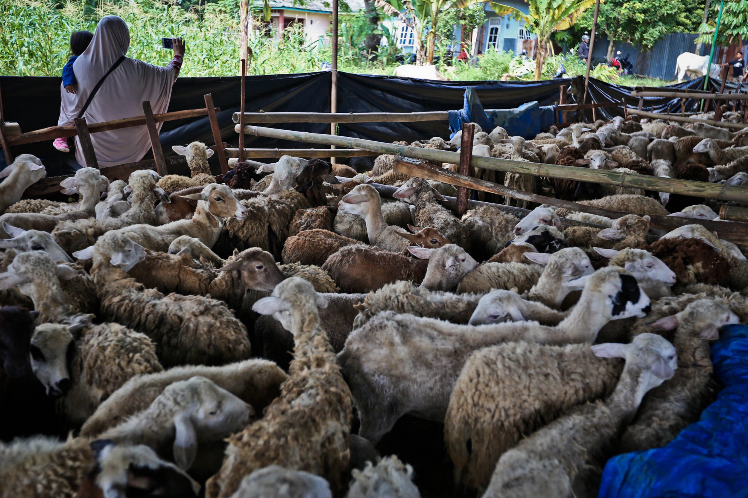 muslim-singapura-sumbang-774-hewan-qurban-perayaan-idul-adha-143_20160914_131220.jpg