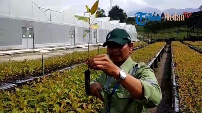 nursery-officer-pt-toba-pulp-lestari-tpl-sukardi-menjelaskan-bibit-eukaliptus-jumat-2382019.jpg
