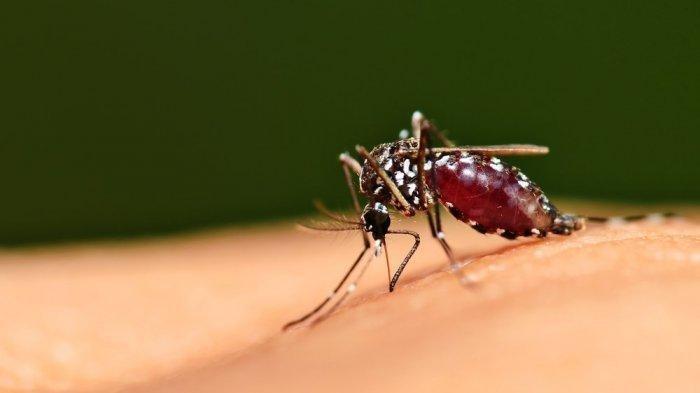 nyamuk-aedes-aegypti-penyebab-demam-berdarah-dengue-shutterstock.jpg
