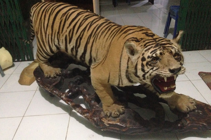 opsetan-harimau_20180123_110903.jpg