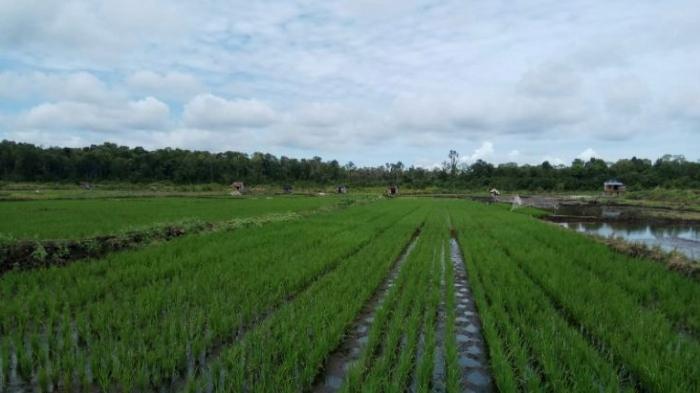 optimasi-lahan-rawa-desa-gunung-marijo.jpg