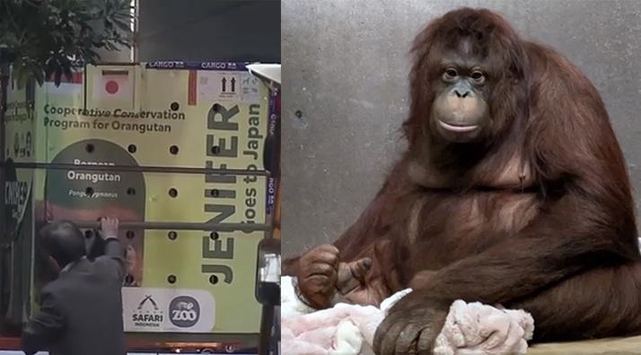 Orangutan Betina dari Indonesia Tiba di Jepang, Targetkan Publikasi Februari dan Penjodohan Mei 2026