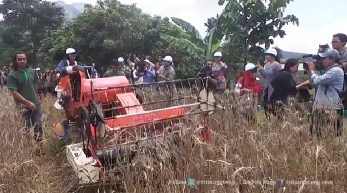 panen-gandum_20160910_125828.jpg