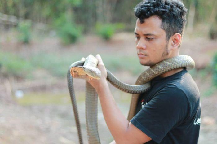 panji-petualang-tanggapi-isu-king-cobra-yang-tak-bergerak-selama-4-tahun.jpg