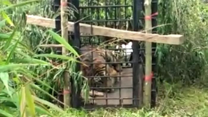 panther-tangkap.jpg