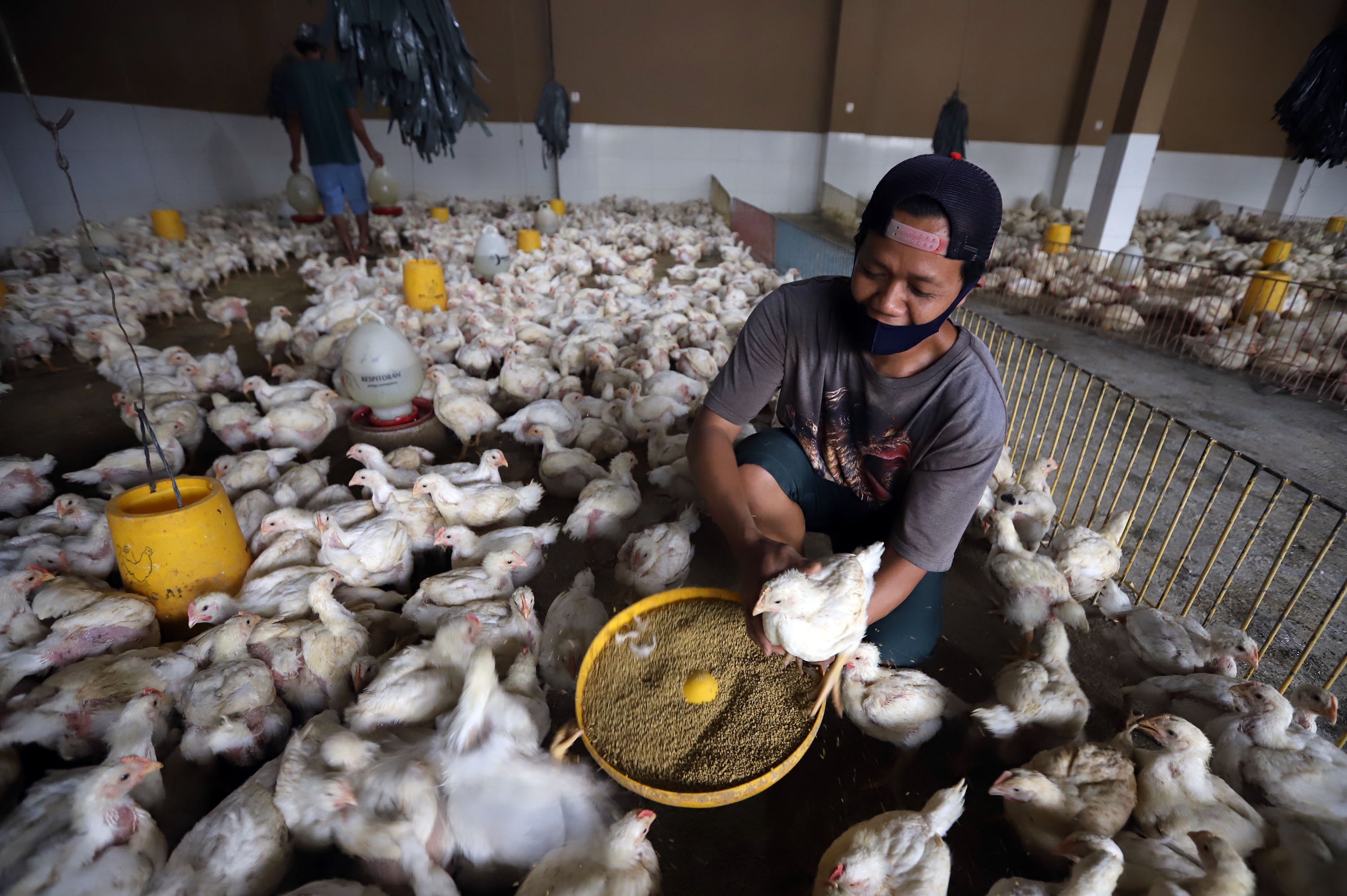 pasar-ayam-lokal-90-persen-dikuasai-asing_20201019_205534.jpg