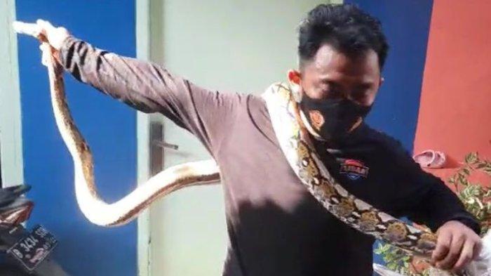 pawang-ular-di-cipete.jpg