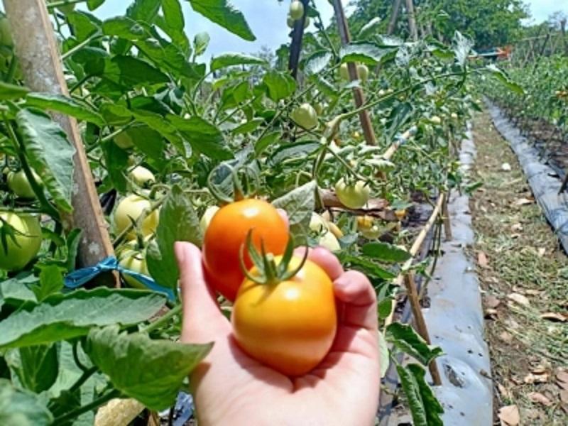 pemerintah-melalui-kementerian-pertanian-kementan-pengembangan-kampung-buah.jpg