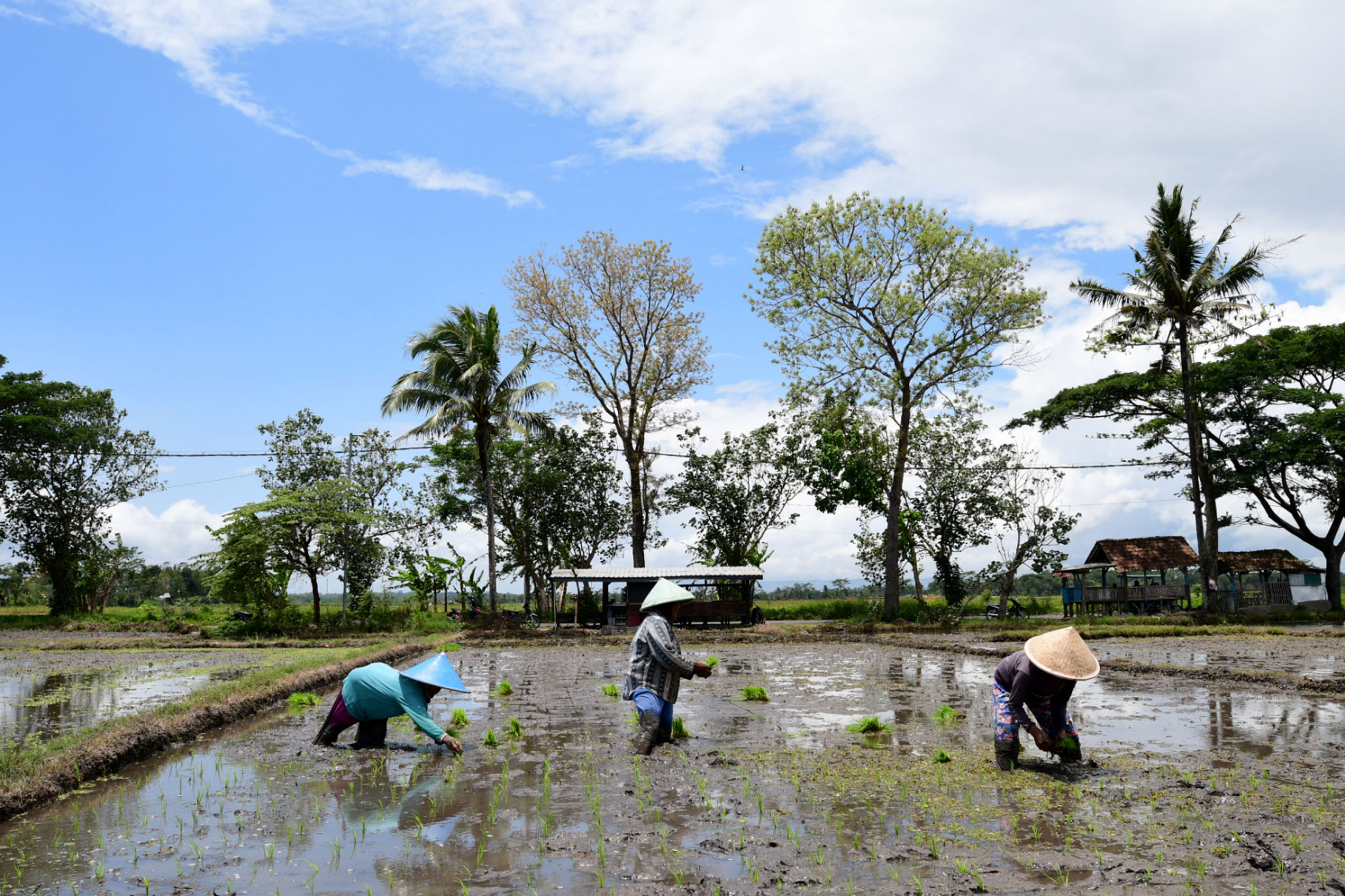 pemkab-malang-genjot-produktivitas-padi_20220926_162135.jpg