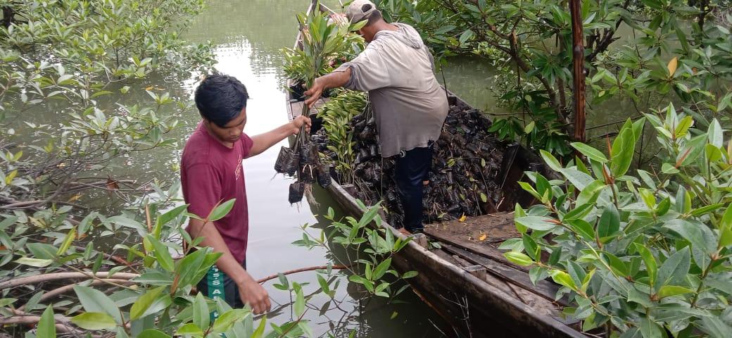 penanaman-bibit-mangrove.jpg