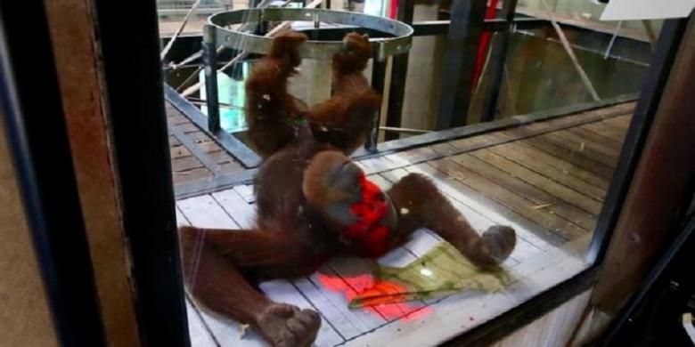 peneliti-australia-menguji-coba-kemampuan-orangutan-bermain-game-xbox_20160210_105133.jpg
