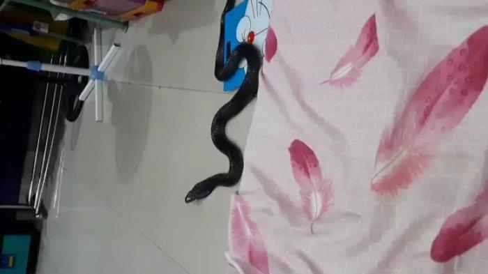 penemuan-ular-kobra-di-bekasi-dalam-kamar-tiba-tiba-muncul-dari-lemari-saat-warga-hendak-tidur.jpg