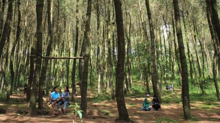 pengunjung-menikmati-keindahan-hutan-pinus-kragilan_20160325_092356.jpg