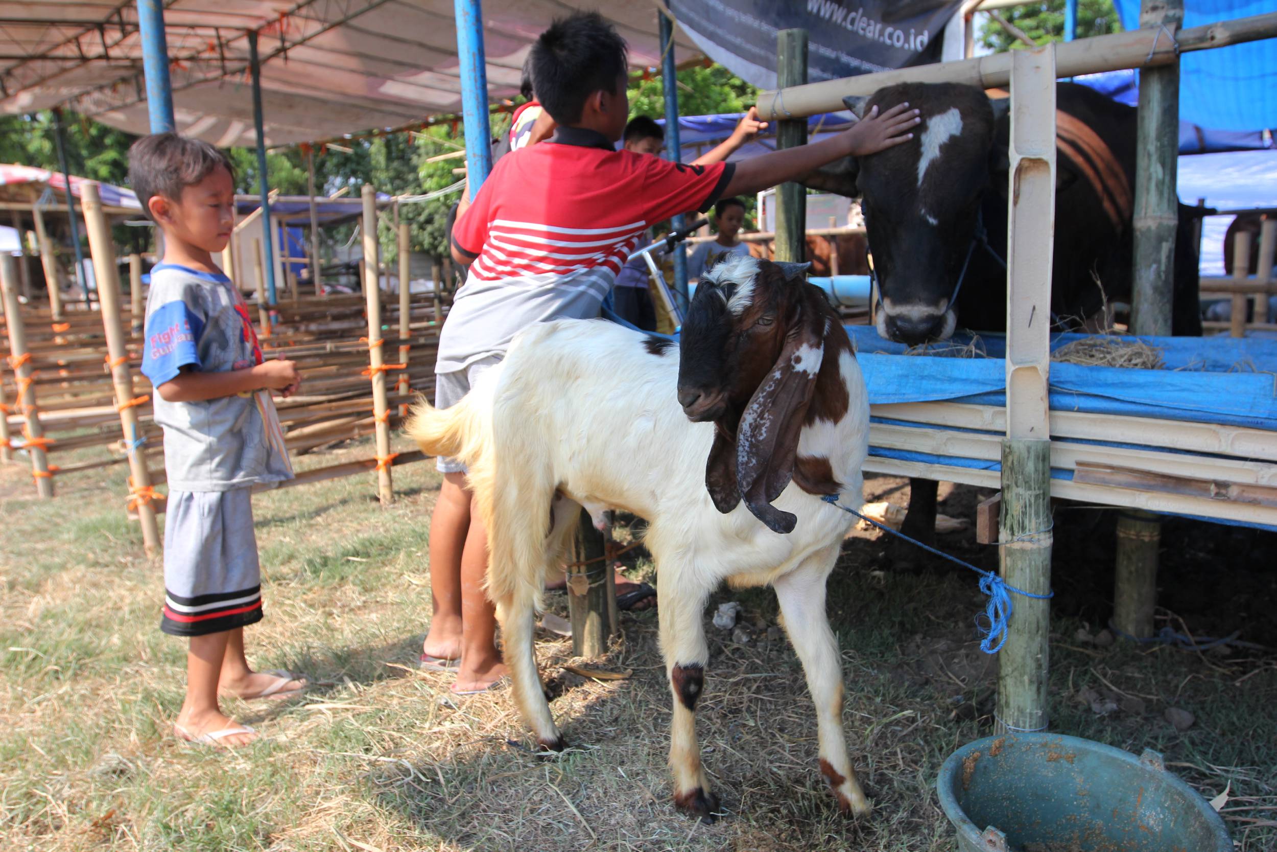 penjual-hewan-kurban_20150915_181802.jpg