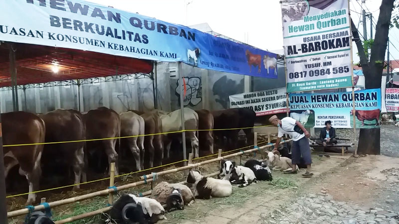 penjual-hewan-kurban_20170830_213932.jpg