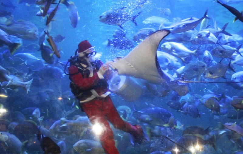 penyelam-berkostum-santa-klaus-feeding-show-seaworld_20161224_053625.jpg