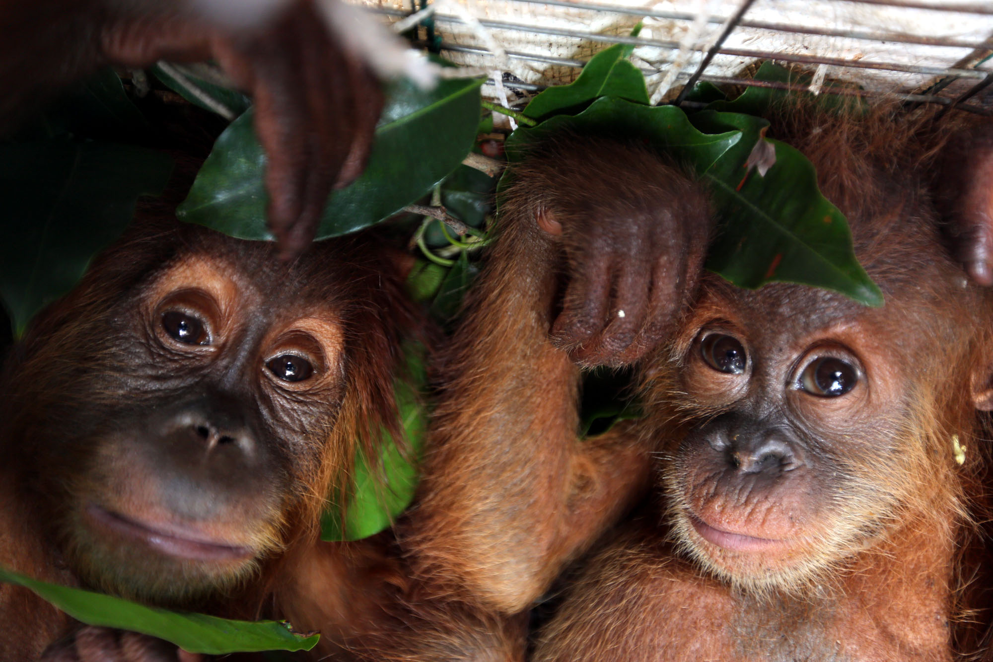 penyelundupan-bayi-orangutan-di-medan-berhasil-digagalkan_20160728_001821.jpg