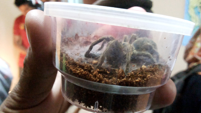 penyelundupan-tarantula_20160503_105748.jpg