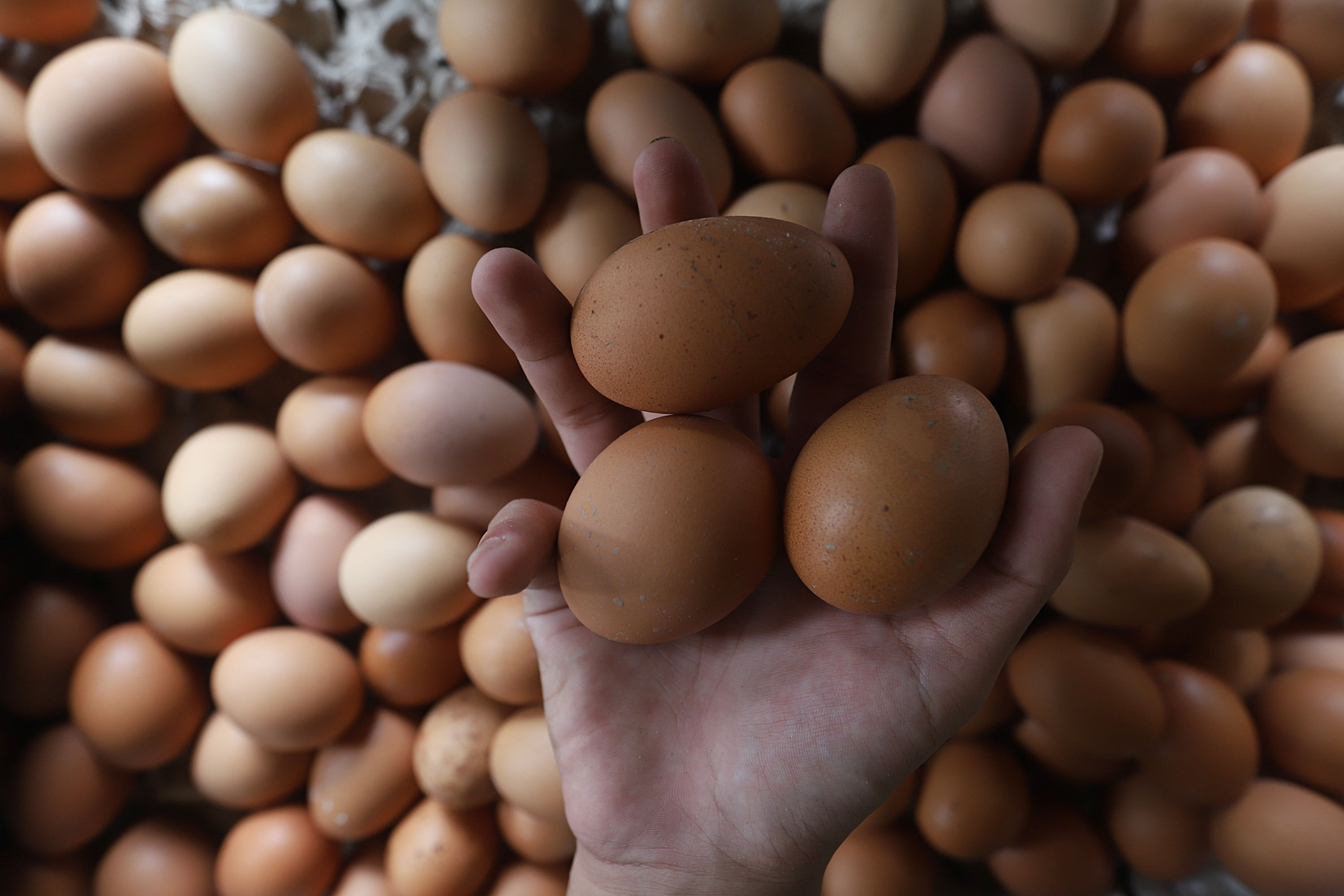 permintaan-telur-ayam-meningkat_20230413_154450.jpg