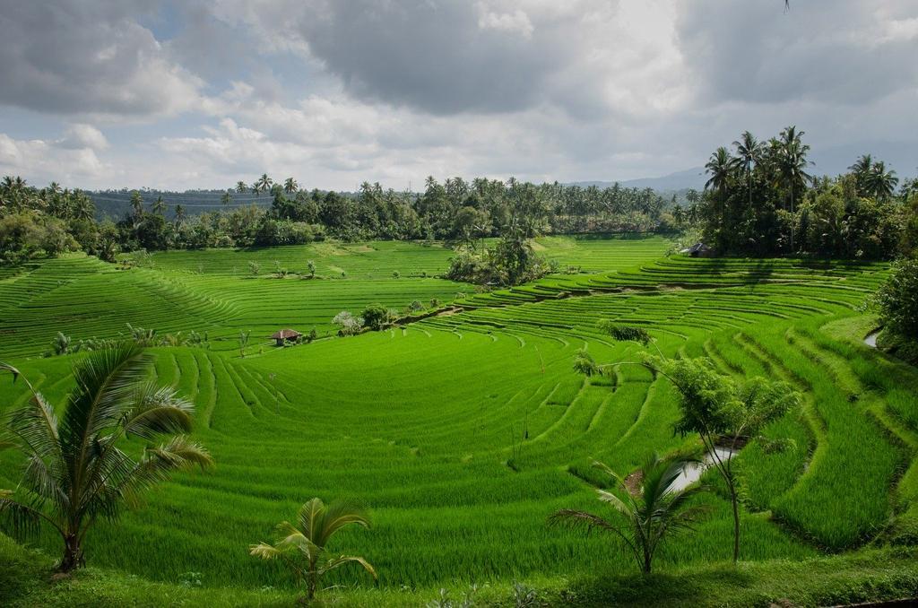 persawahan.jpg
