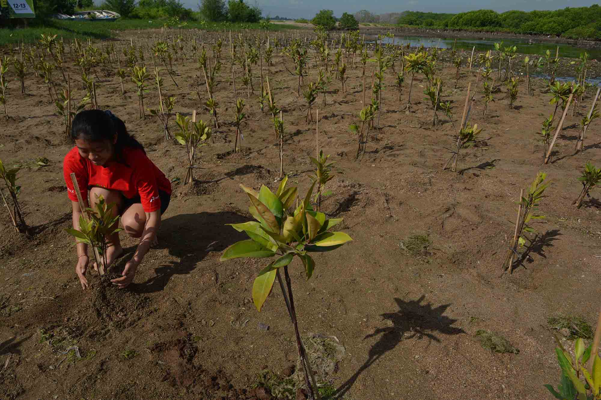 pertamina-tanam-pohon-mangrove-di-bali_20150213_181746.jpg