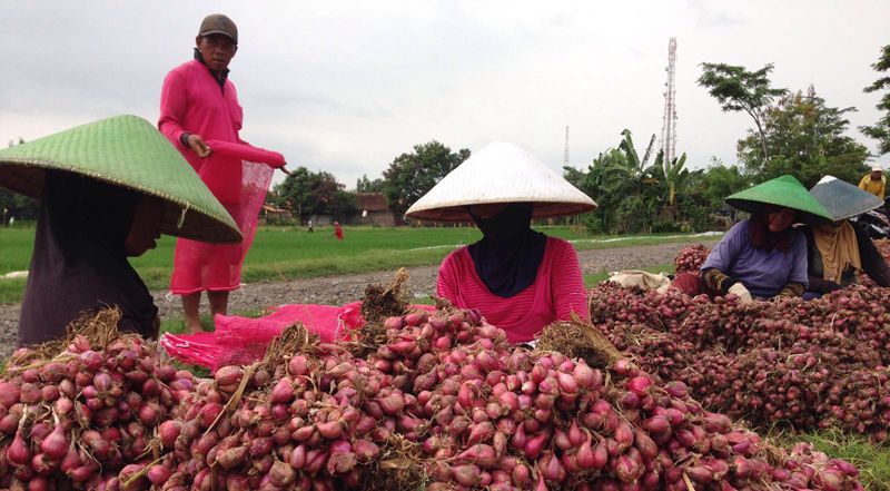 petani-bawang-merah-pemalang2_20160203_080028.jpg