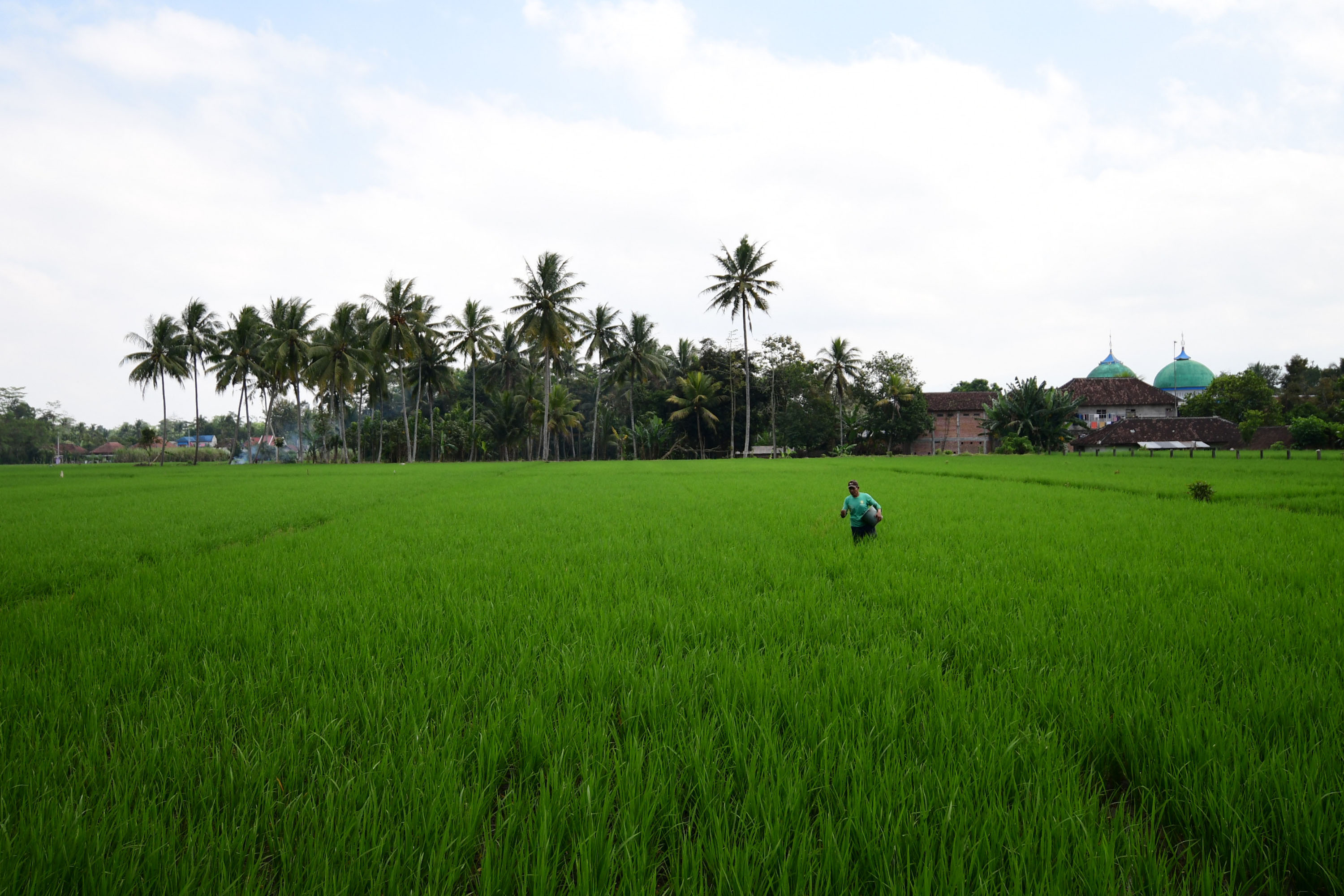 petani-kabupaten-malang-lakukan-perawatan-tanaman-padi_20220721_155415.jpg