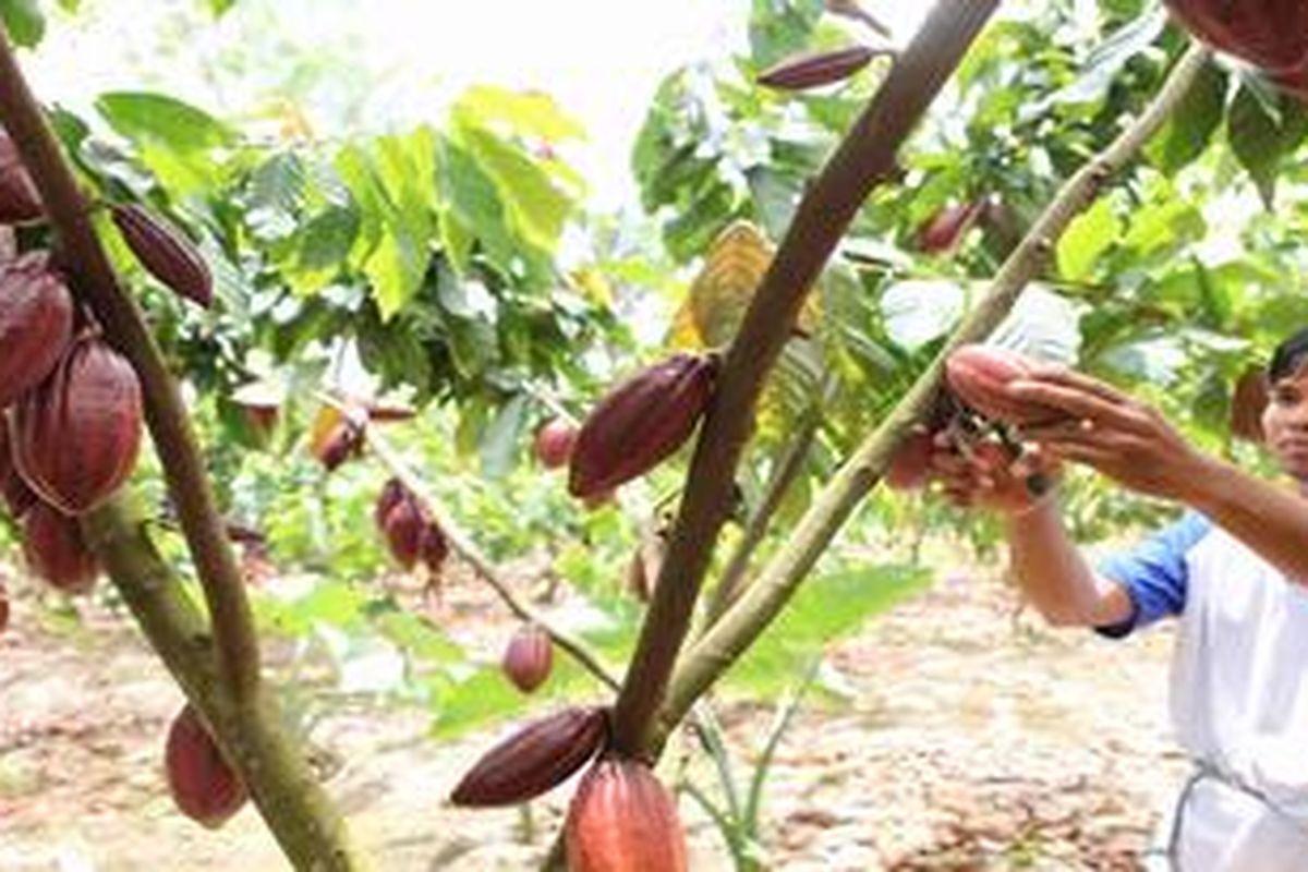 petani-kakao-di-indonesia.jpg