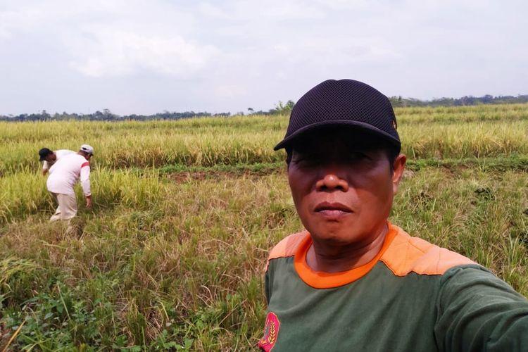 petani-kesal-pupuk-langka.jpg
